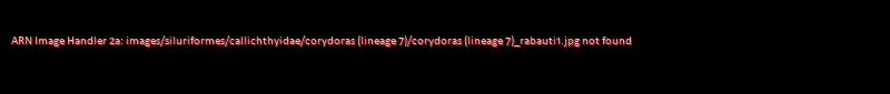 Corydoras (lineage 7) rabauti
